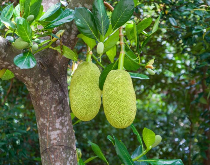 pexels-azadazahari-5310413